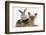 Yorkshire Terrier and Young Silver Rabbit-Mark Taylor-Framed Photographic Print