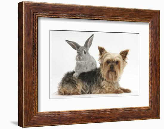 Yorkshire Terrier and Young Silver Rabbit-Mark Taylor-Framed Photographic Print