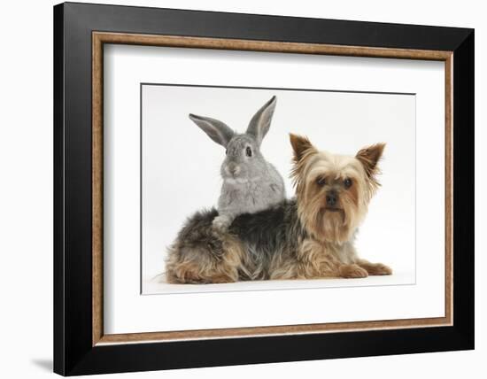 Yorkshire Terrier and Young Silver Rabbit-Mark Taylor-Framed Photographic Print