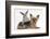 Yorkshire Terrier and Young Silver Rabbit-Mark Taylor-Framed Photographic Print