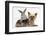 Yorkshire Terrier and Young Silver Rabbit-Mark Taylor-Framed Photographic Print