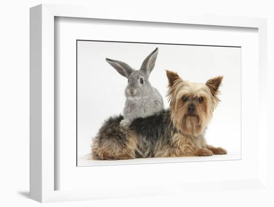 Yorkshire Terrier and Young Silver Rabbit-Mark Taylor-Framed Photographic Print