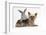 Yorkshire Terrier and Young Silver Rabbit-Mark Taylor-Framed Photographic Print