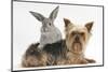 Yorkshire Terrier and Young Silver Rabbit-Mark Taylor-Mounted Photographic Print
