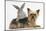 Yorkshire Terrier and Young Silver Rabbit-Mark Taylor-Mounted Photographic Print