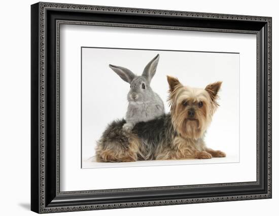 Yorkshire Terrier and Young Silver Rabbit-Mark Taylor-Framed Photographic Print