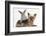 Yorkshire Terrier and Young Silver Rabbit-Mark Taylor-Framed Photographic Print