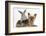 Yorkshire Terrier and Young Silver Rabbit-Mark Taylor-Framed Photographic Print