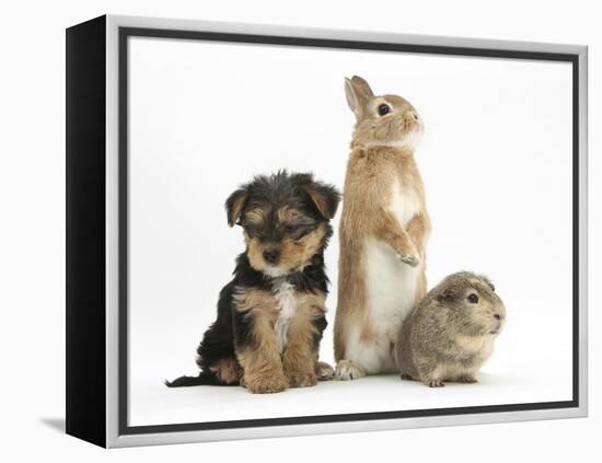 Yorkshire Terrier-Cross Puppy, 8 Weeks, with Guinea Pig and Sandy Netherland Dwarf-Cross Rabbit-Mark Taylor-Framed Premier Image Canvas