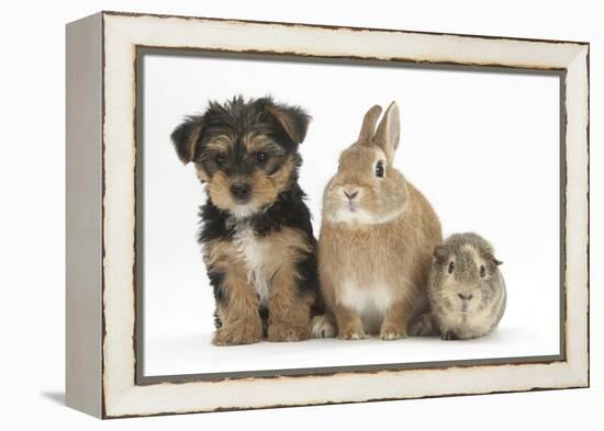 Yorkshire Terrier-Cross Puppy, 8 Weeks, with Guinea Pig and Sandy Netherland Dwarf-Cross Rabbit-Mark Taylor-Framed Premier Image Canvas