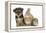 Yorkshire Terrier-Cross Puppy, 8 Weeks, with Guinea Pig and Sandy Netherland Dwarf-Cross Rabbit-Mark Taylor-Framed Premier Image Canvas