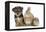 Yorkshire Terrier-Cross Puppy, 8 Weeks, with Guinea Pig and Sandy Netherland Dwarf-Cross Rabbit-Mark Taylor-Framed Premier Image Canvas