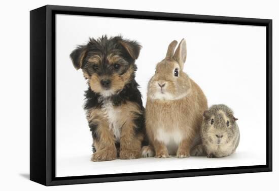 Yorkshire Terrier-Cross Puppy, 8 Weeks, with Guinea Pig and Sandy Netherland Dwarf-Cross Rabbit-Mark Taylor-Framed Premier Image Canvas