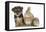 Yorkshire Terrier-Cross Puppy, 8 Weeks, with Guinea Pig and Sandy Netherland Dwarf-Cross Rabbit-Mark Taylor-Framed Premier Image Canvas