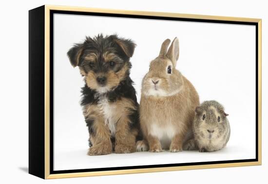 Yorkshire Terrier-Cross Puppy, 8 Weeks, with Guinea Pig and Sandy Netherland Dwarf-Cross Rabbit-Mark Taylor-Framed Premier Image Canvas