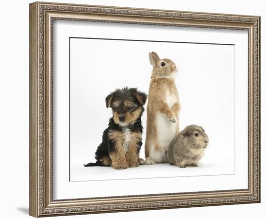 Yorkshire Terrier-Cross Puppy, 8 Weeks, with Guinea Pig and Sandy Netherland Dwarf-Cross Rabbit-Mark Taylor-Framed Photographic Print