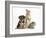 Yorkshire Terrier-Cross Puppy, 8 Weeks, with Guinea Pig and Sandy Netherland Dwarf-Cross Rabbit-Mark Taylor-Framed Photographic Print