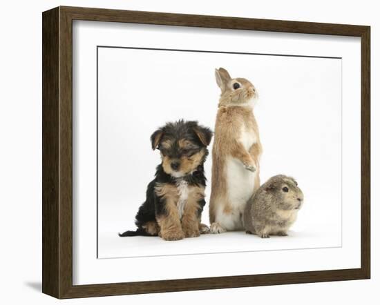 Yorkshire Terrier-Cross Puppy, 8 Weeks, with Guinea Pig and Sandy Netherland Dwarf-Cross Rabbit-Mark Taylor-Framed Photographic Print