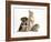 Yorkshire Terrier-Cross Puppy, 8 Weeks, with Guinea Pig and Sandy Netherland Dwarf-Cross Rabbit-Mark Taylor-Framed Photographic Print