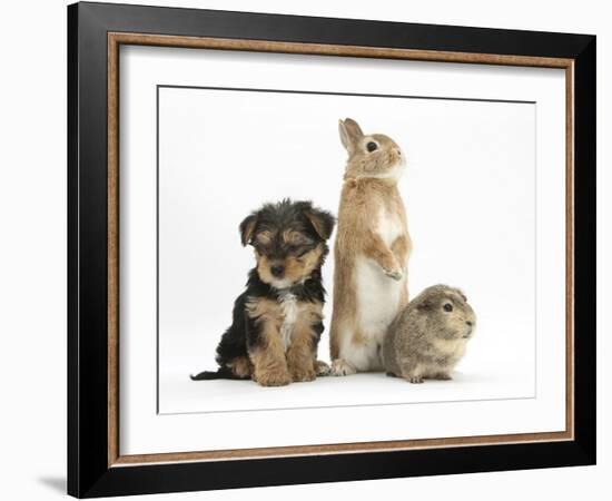 Yorkshire Terrier-Cross Puppy, 8 Weeks, with Guinea Pig and Sandy Netherland Dwarf-Cross Rabbit-Mark Taylor-Framed Photographic Print