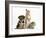 Yorkshire Terrier-Cross Puppy, 8 Weeks, with Guinea Pig and Sandy Netherland Dwarf-Cross Rabbit-Mark Taylor-Framed Photographic Print