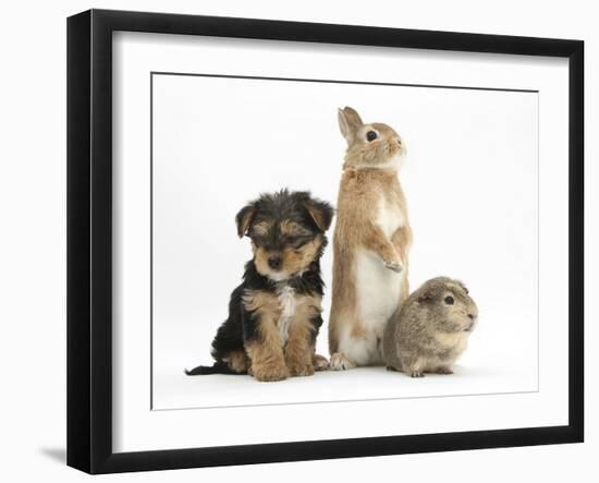 Yorkshire Terrier-Cross Puppy, 8 Weeks, with Guinea Pig and Sandy Netherland Dwarf-Cross Rabbit-Mark Taylor-Framed Photographic Print