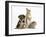 Yorkshire Terrier-Cross Puppy, 8 Weeks, with Guinea Pig and Sandy Netherland Dwarf-Cross Rabbit-Mark Taylor-Framed Photographic Print