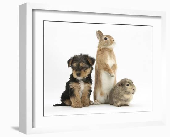 Yorkshire Terrier-Cross Puppy, 8 Weeks, with Guinea Pig and Sandy Netherland Dwarf-Cross Rabbit-Mark Taylor-Framed Photographic Print