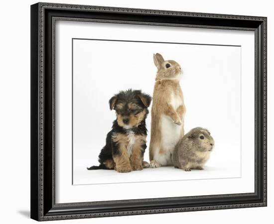 Yorkshire Terrier-Cross Puppy, 8 Weeks, with Guinea Pig and Sandy Netherland Dwarf-Cross Rabbit-Mark Taylor-Framed Photographic Print