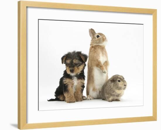 Yorkshire Terrier-Cross Puppy, 8 Weeks, with Guinea Pig and Sandy Netherland Dwarf-Cross Rabbit-Mark Taylor-Framed Photographic Print