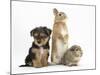 Yorkshire Terrier-Cross Puppy, 8 Weeks, with Guinea Pig and Sandy Netherland Dwarf-Cross Rabbit-Mark Taylor-Mounted Photographic Print