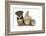 Yorkshire Terrier-Cross Puppy, 8 Weeks, with Guinea Pig and Sandy Netherland Dwarf-Cross Rabbit-Mark Taylor-Framed Photographic Print