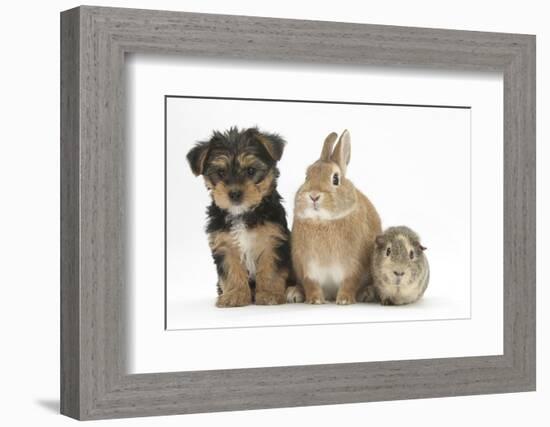 Yorkshire Terrier-Cross Puppy, 8 Weeks, with Guinea Pig and Sandy Netherland Dwarf-Cross Rabbit-Mark Taylor-Framed Photographic Print