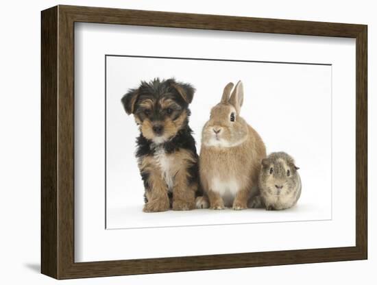 Yorkshire Terrier-Cross Puppy, 8 Weeks, with Guinea Pig and Sandy Netherland Dwarf-Cross Rabbit-Mark Taylor-Framed Photographic Print