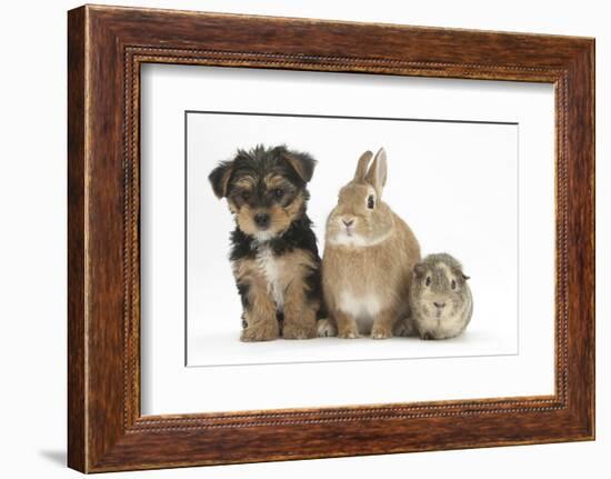 Yorkshire Terrier-Cross Puppy, 8 Weeks, with Guinea Pig and Sandy Netherland Dwarf-Cross Rabbit-Mark Taylor-Framed Photographic Print