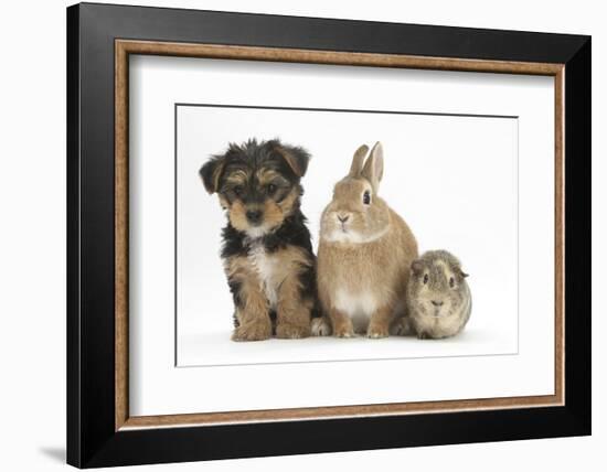 Yorkshire Terrier-Cross Puppy, 8 Weeks, with Guinea Pig and Sandy Netherland Dwarf-Cross Rabbit-Mark Taylor-Framed Photographic Print