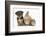 Yorkshire Terrier-Cross Puppy, 8 Weeks, with Guinea Pig and Sandy Netherland Dwarf-Cross Rabbit-Mark Taylor-Framed Photographic Print