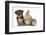 Yorkshire Terrier-Cross Puppy, 8 Weeks, with Guinea Pig and Sandy Netherland Dwarf-Cross Rabbit-Mark Taylor-Framed Photographic Print