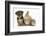 Yorkshire Terrier-Cross Puppy, 8 Weeks, with Guinea Pig and Sandy Netherland Dwarf-Cross Rabbit-Mark Taylor-Framed Photographic Print