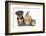 Yorkshire Terrier-Cross Puppy, 8 Weeks, with Guinea Pig and Sandy Netherland Dwarf-Cross Rabbit-Mark Taylor-Framed Photographic Print