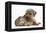 Yorkshire Terrier Dog, 16 Months, and Guinea Pig-Mark Taylor-Framed Premier Image Canvas