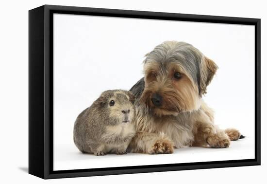 Yorkshire Terrier Dog, 16 Months, and Guinea Pig-Mark Taylor-Framed Premier Image Canvas