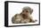 Yorkshire Terrier Dog, 16 Months, and Guinea Pig-Mark Taylor-Framed Premier Image Canvas