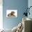 Yorkshire Terrier Dog, 16 Months, and Guinea Pig-Mark Taylor-Photographic Print displayed on a wall