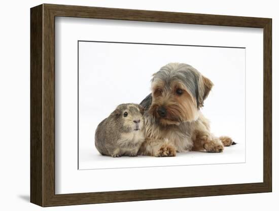 Yorkshire Terrier Dog, 16 Months, and Guinea Pig-Mark Taylor-Framed Photographic Print