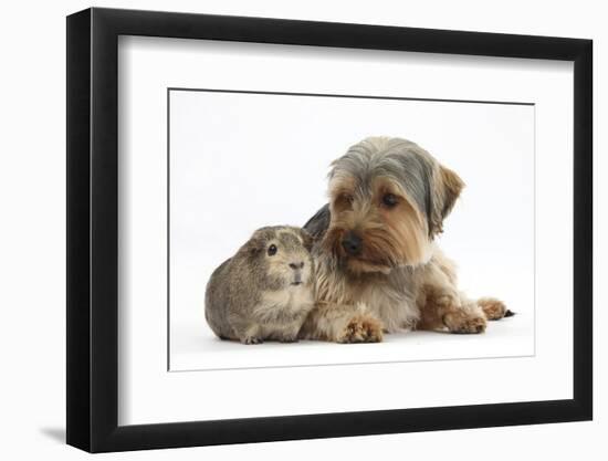 Yorkshire Terrier Dog, 16 Months, and Guinea Pig-Mark Taylor-Framed Photographic Print