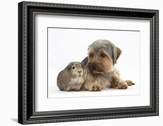 Yorkshire Terrier Dog, 16 Months, and Guinea Pig-Mark Taylor-Framed Photographic Print