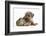 Yorkshire Terrier Dog, 16 Months, and Guinea Pig-Mark Taylor-Framed Photographic Print