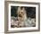 Yorkshire Terrier Dog, Illinois, USA-Lynn M. Stone-Framed Photographic Print