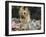 Yorkshire Terrier Dog, Illinois, USA-Lynn M. Stone-Framed Photographic Print